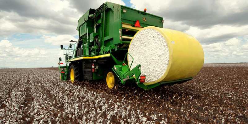 India’s cotton production on the rise